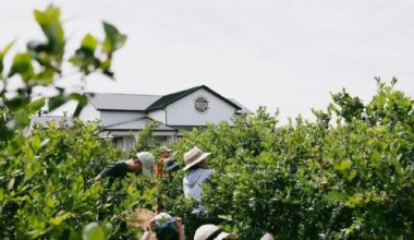 Blueberry Festival draws thousands to Surrey farm