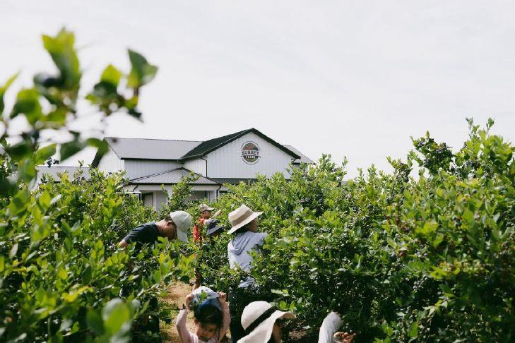 Blueberry Festival draws thousands to Surrey farm