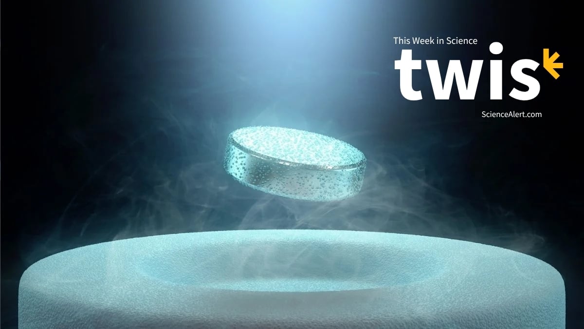 This Week in Science: Knee Pain Relief, a Superconductor Record, And More! : ScienceAlert
