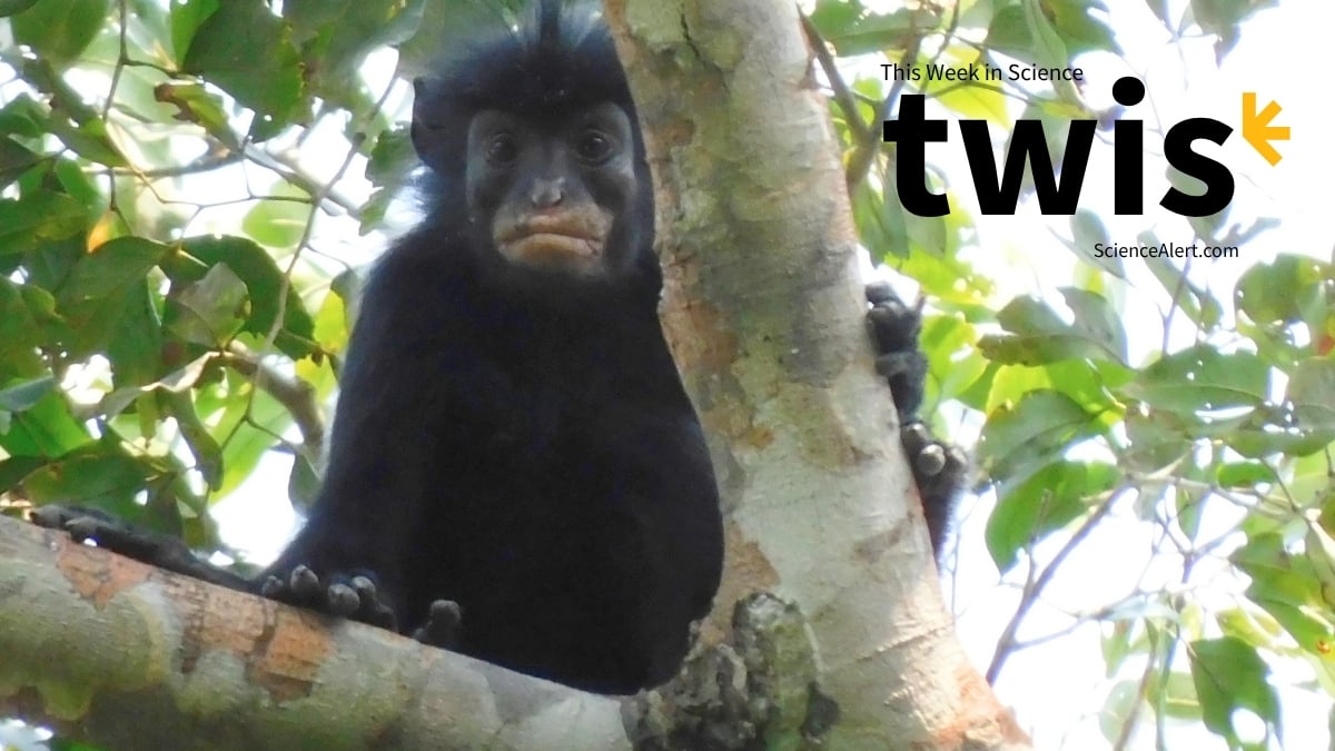 This Week in Science: Tiny T. Rexes, a New Monkey Species, And More! : ScienceAlert