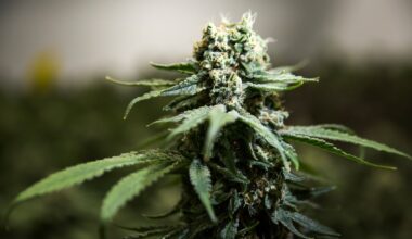 Ottawa’s high taxes are stunting the growth of legal cannabis