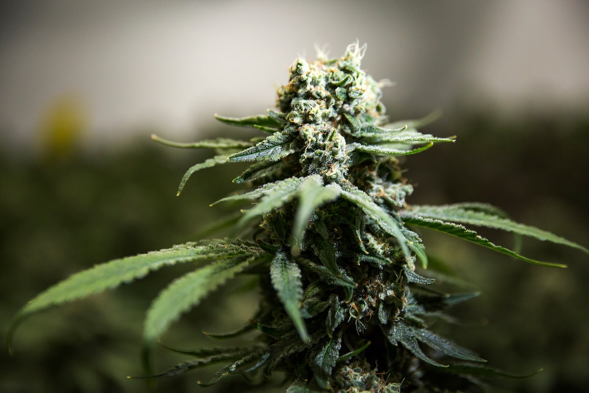 Ottawa’s high taxes are stunting the growth of legal cannabis
