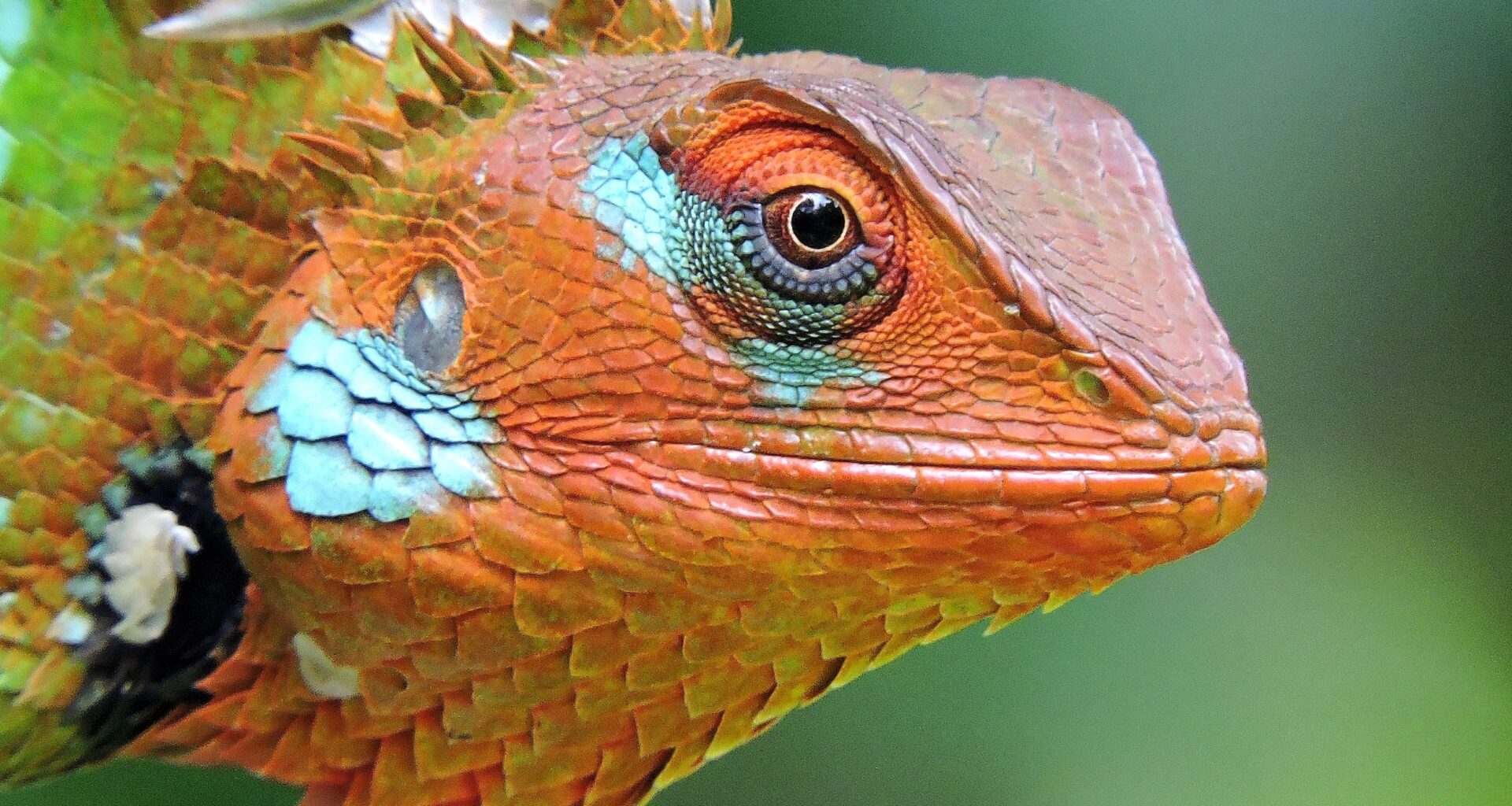 McGill Refutes Pop-Psych Claim that Humans Have a “Lizard Brain”