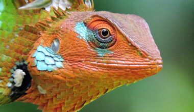 McGill Refutes Pop-Psych Claim that Humans Have a “Lizard Brain”