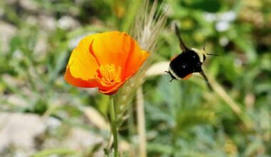 THROUGH YOUR LENS: Summer ‘bee’ in full swing