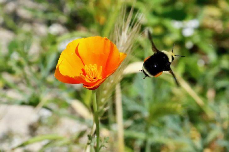 THROUGH YOUR LENS: Summer ‘bee’ in full swing