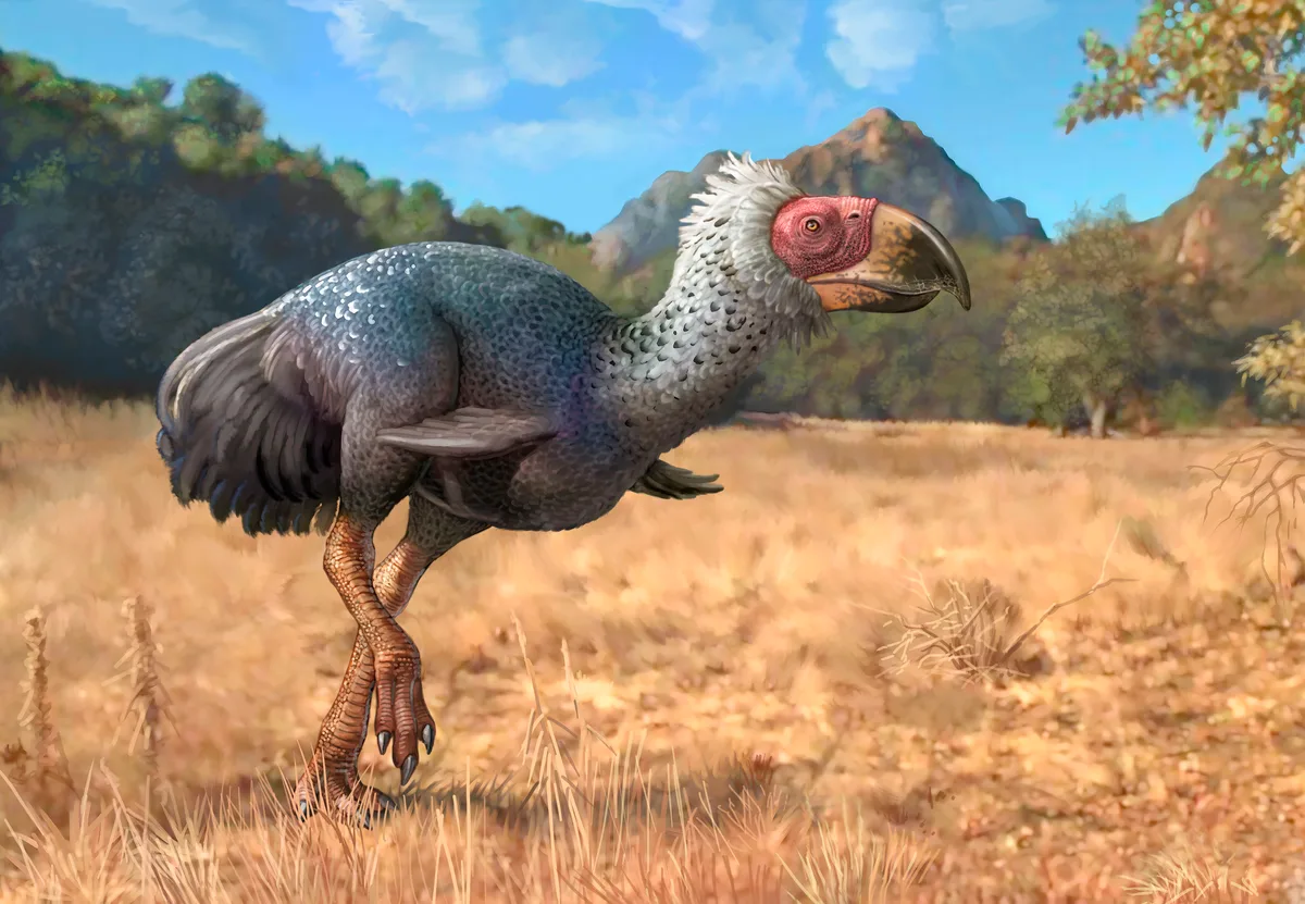 Titanis walleri, a flightless carnivorous bird
