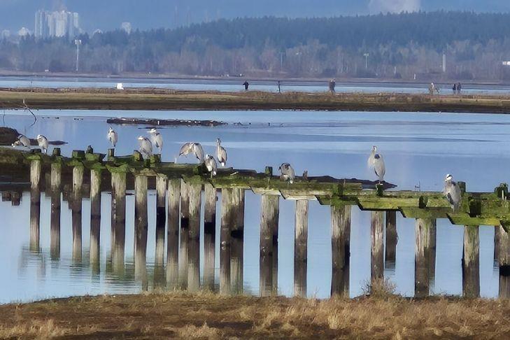 Boots made for walking? 5 trails to explore in South Surrey/White Rock