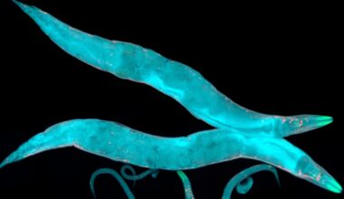 Probiotic may boost lifespan by 20%, for worms at least