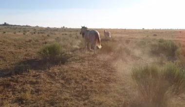 Opinion | Western drought conditions mess with your head. People are struggling.