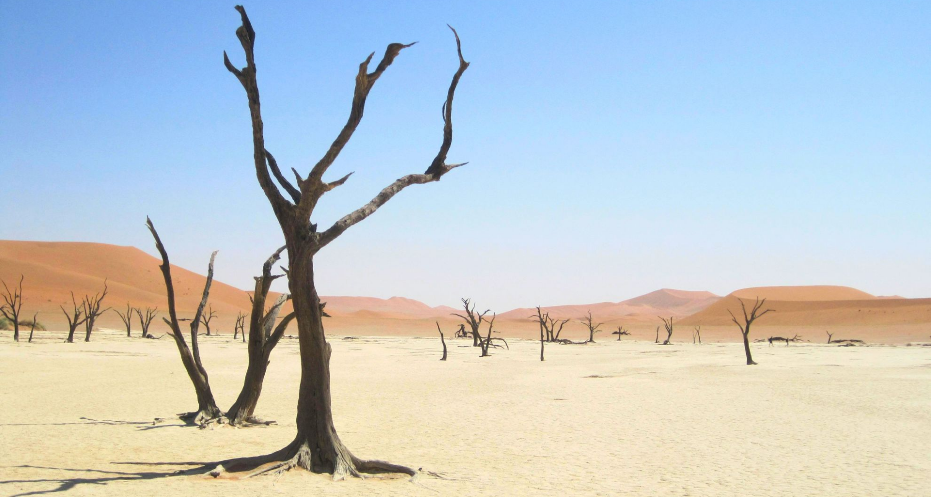 Scientists predict when Earth's last plants will die