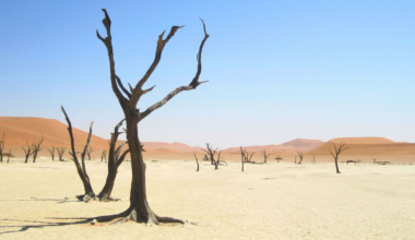 Scientists predict when Earth's last plants will die