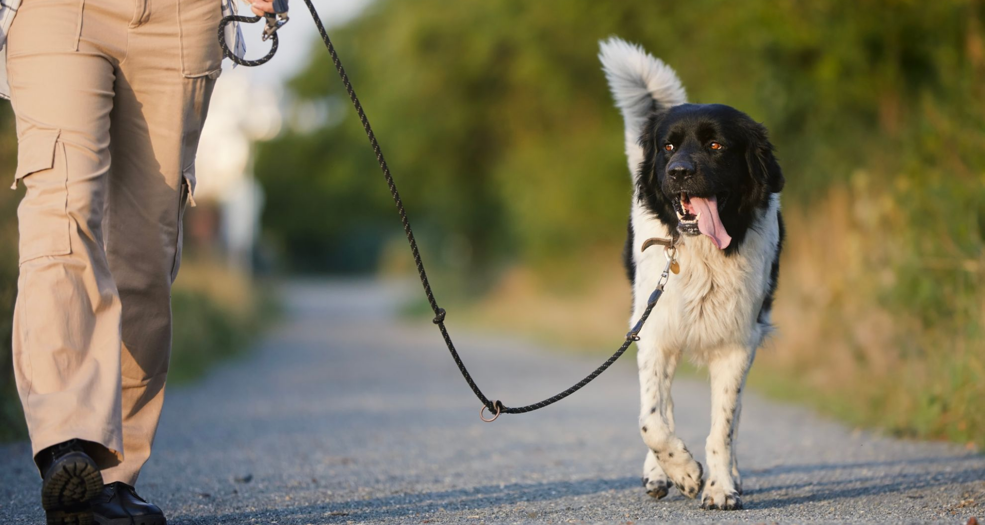 Keeping your pets safe when air quality is poor