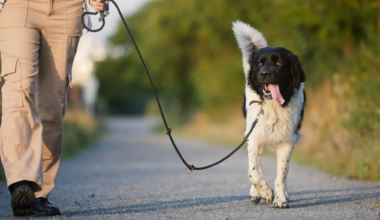 Keeping your pets safe when air quality is poor