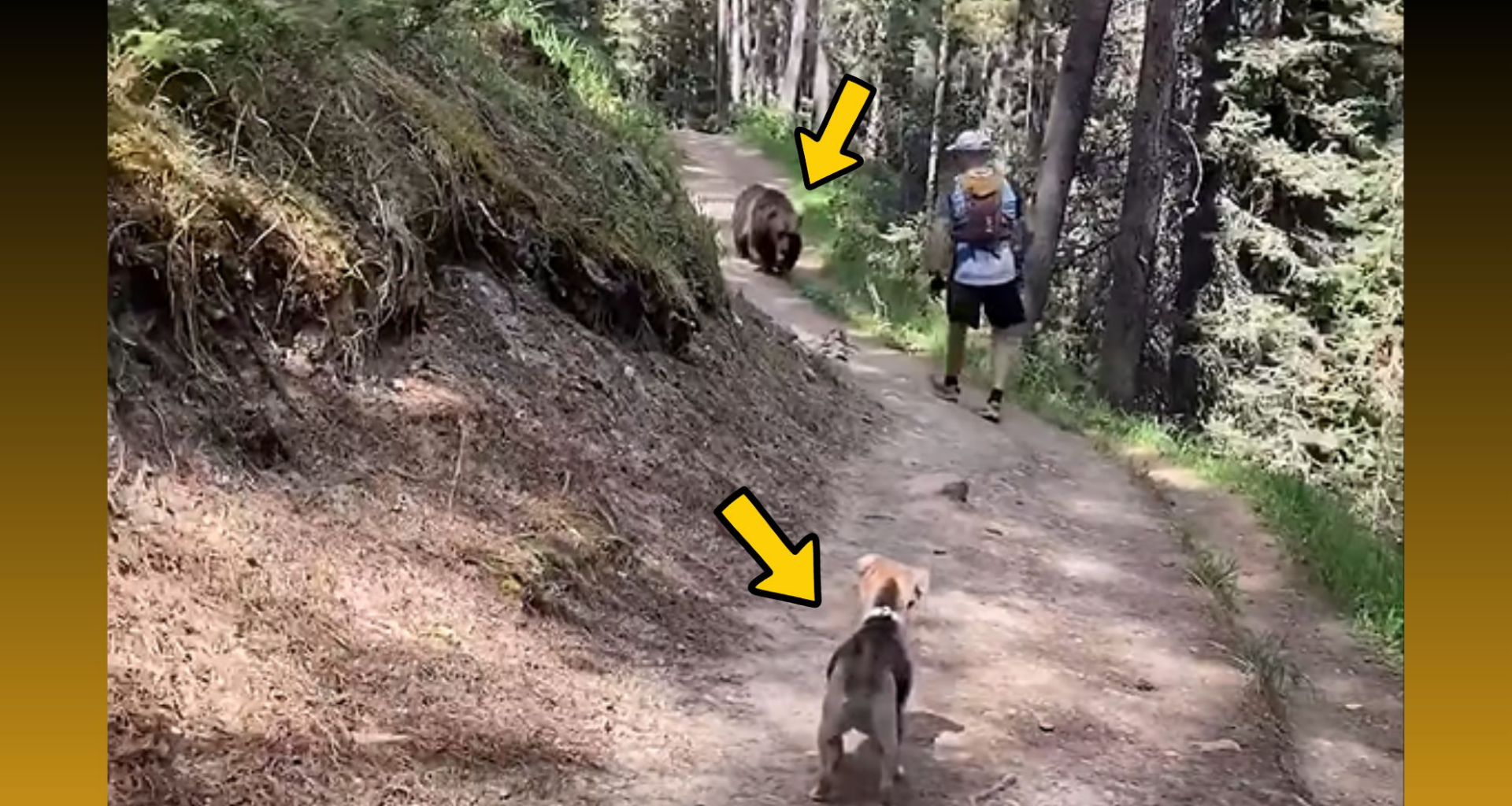 Off-leash dog leads to charges after Banff bear encounter