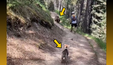 Off-leash dog leads to charges after Banff bear encounter