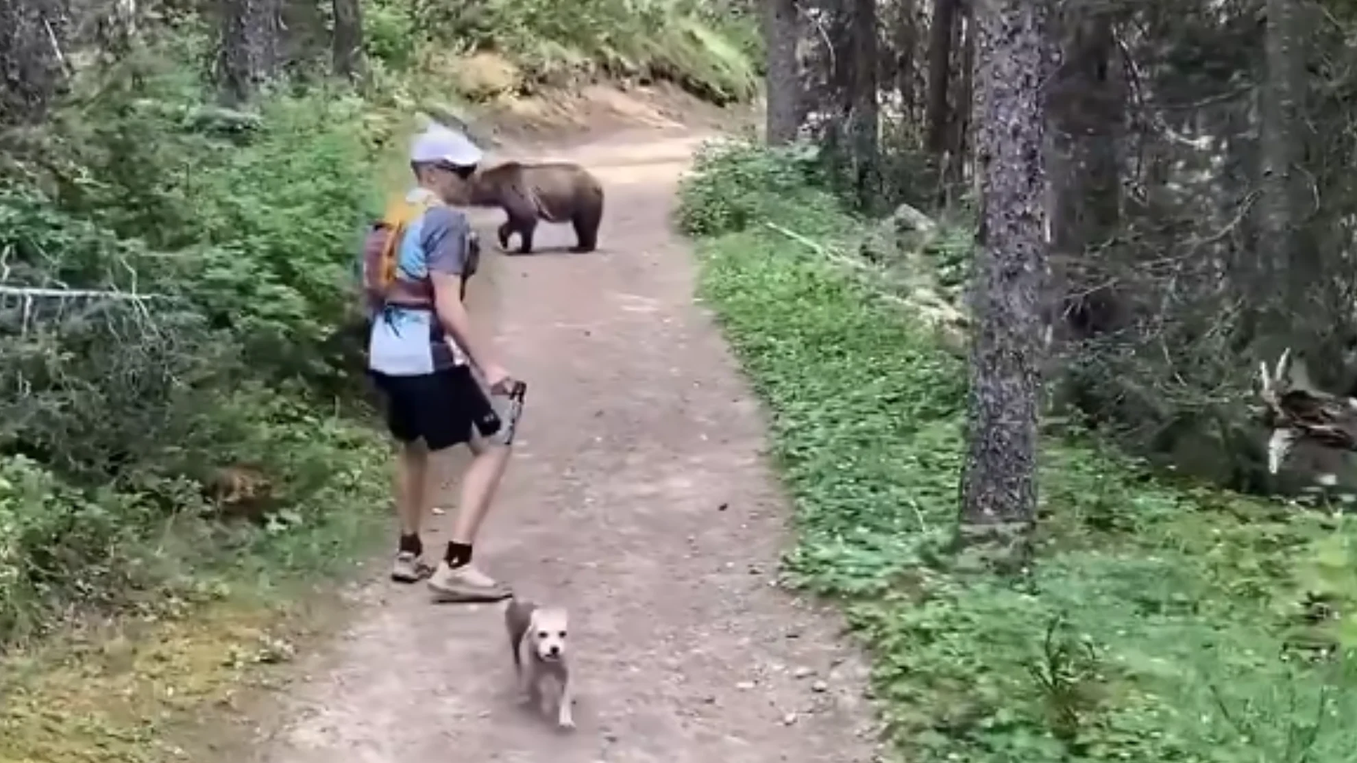 tiktok - off leash dog