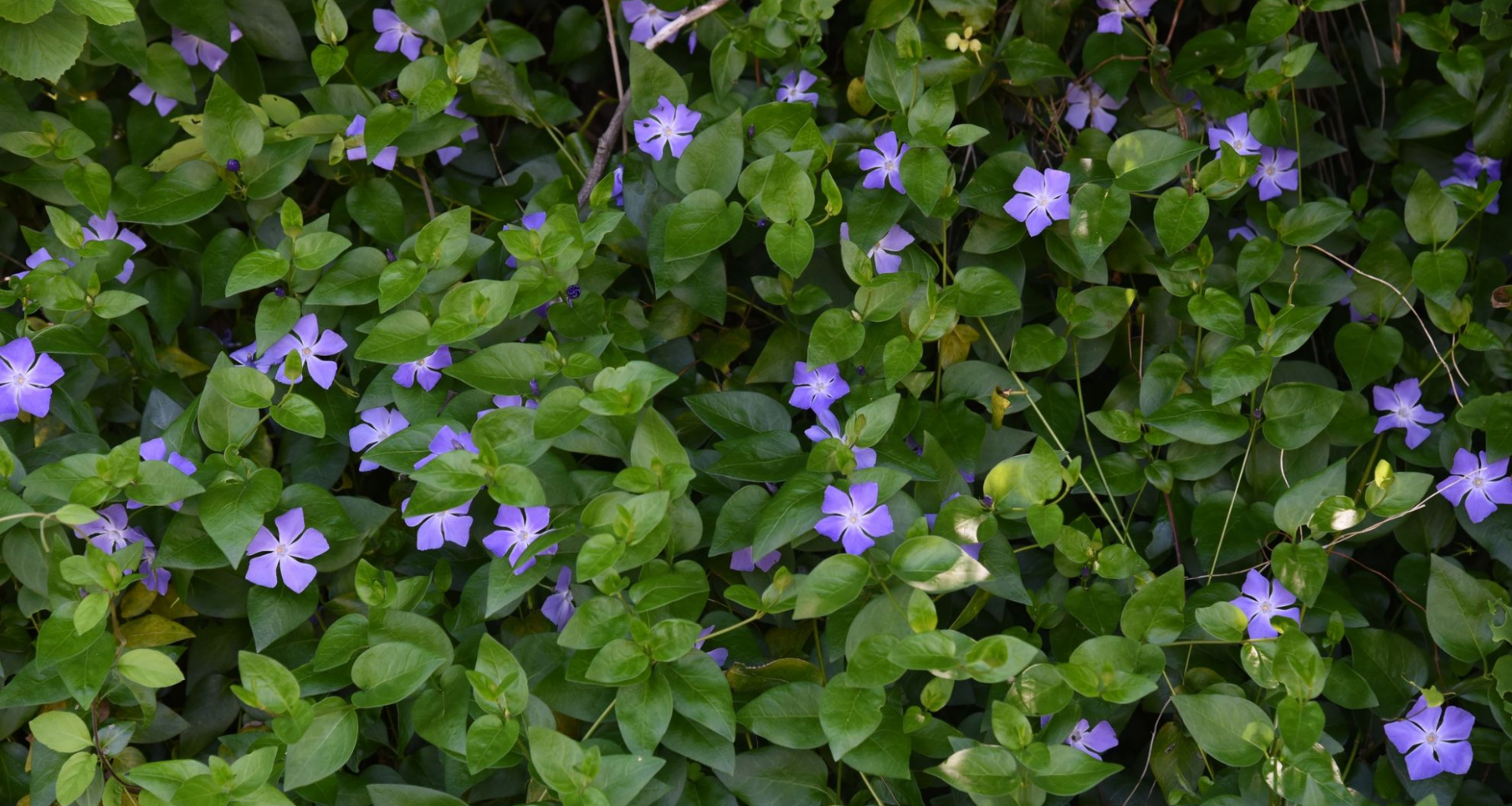 This invasive plant is sold in garden centres and spreading in the wild