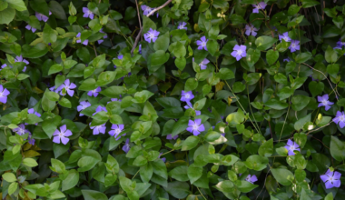 This invasive plant is sold in garden centres and spreading in the wild