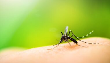 Peel Region confirms West Nile virus found in mosquitoes: What you need to know – City of Mississauga