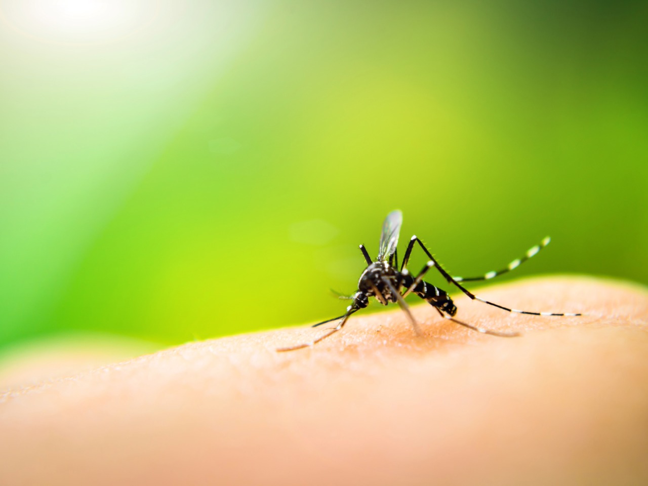 Peel Region confirms West Nile virus found in mosquitoes: What you need to know – City of Mississauga