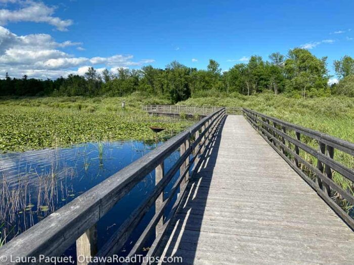 boardwalk across a wetland at the upper canada migratory bird sanctuary near ingleside, ontario