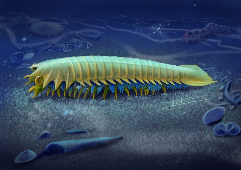 Earliest Evidence of Spider Fangs Discovered in Half-Billion-Year-Old Fossils