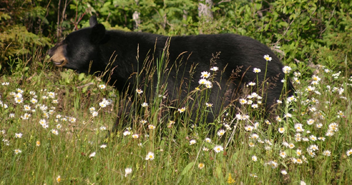 Japan family finds bear in kitchen, calls police - CTV News