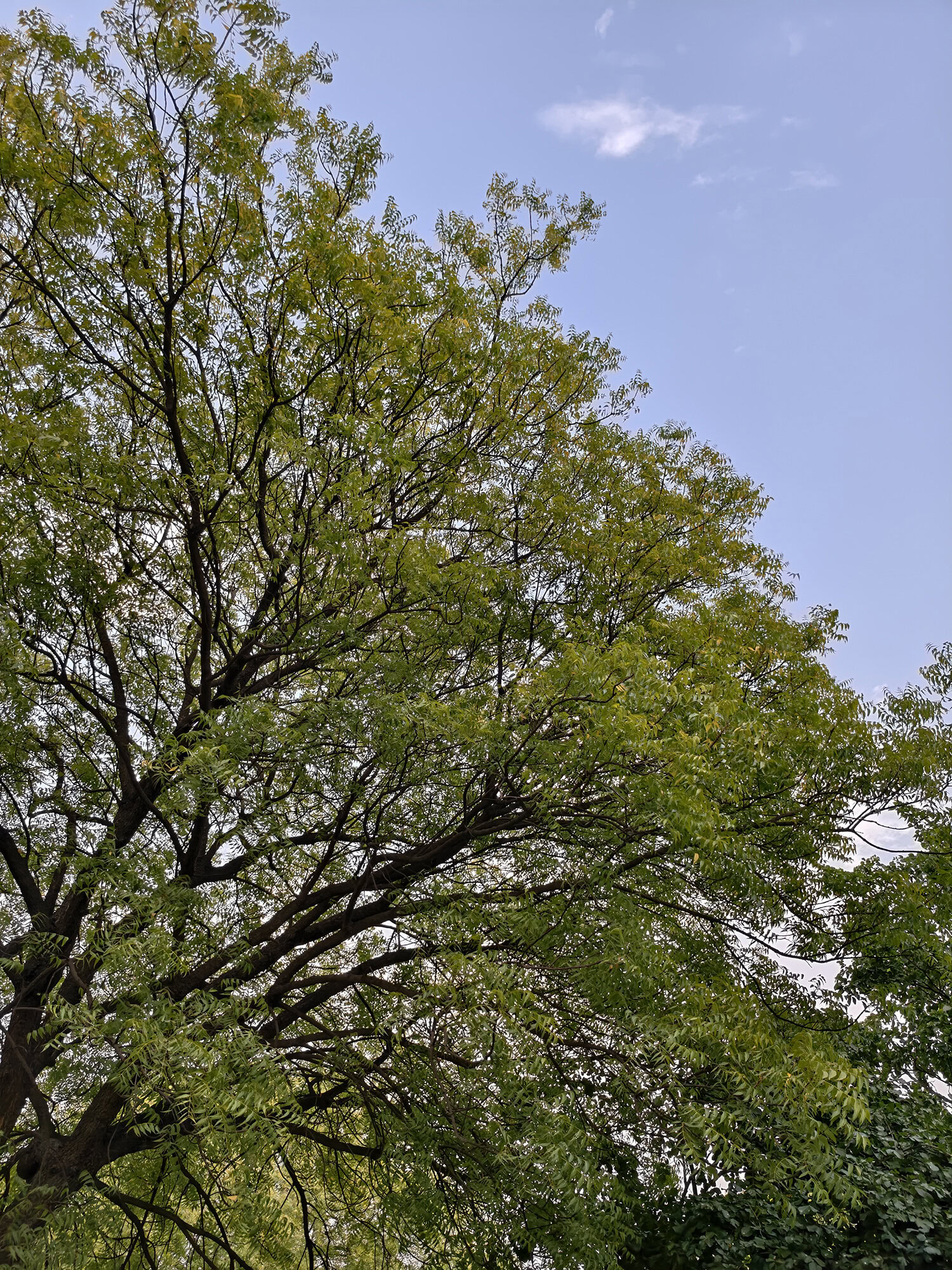 Vivo X300 FE Camera 1x day
