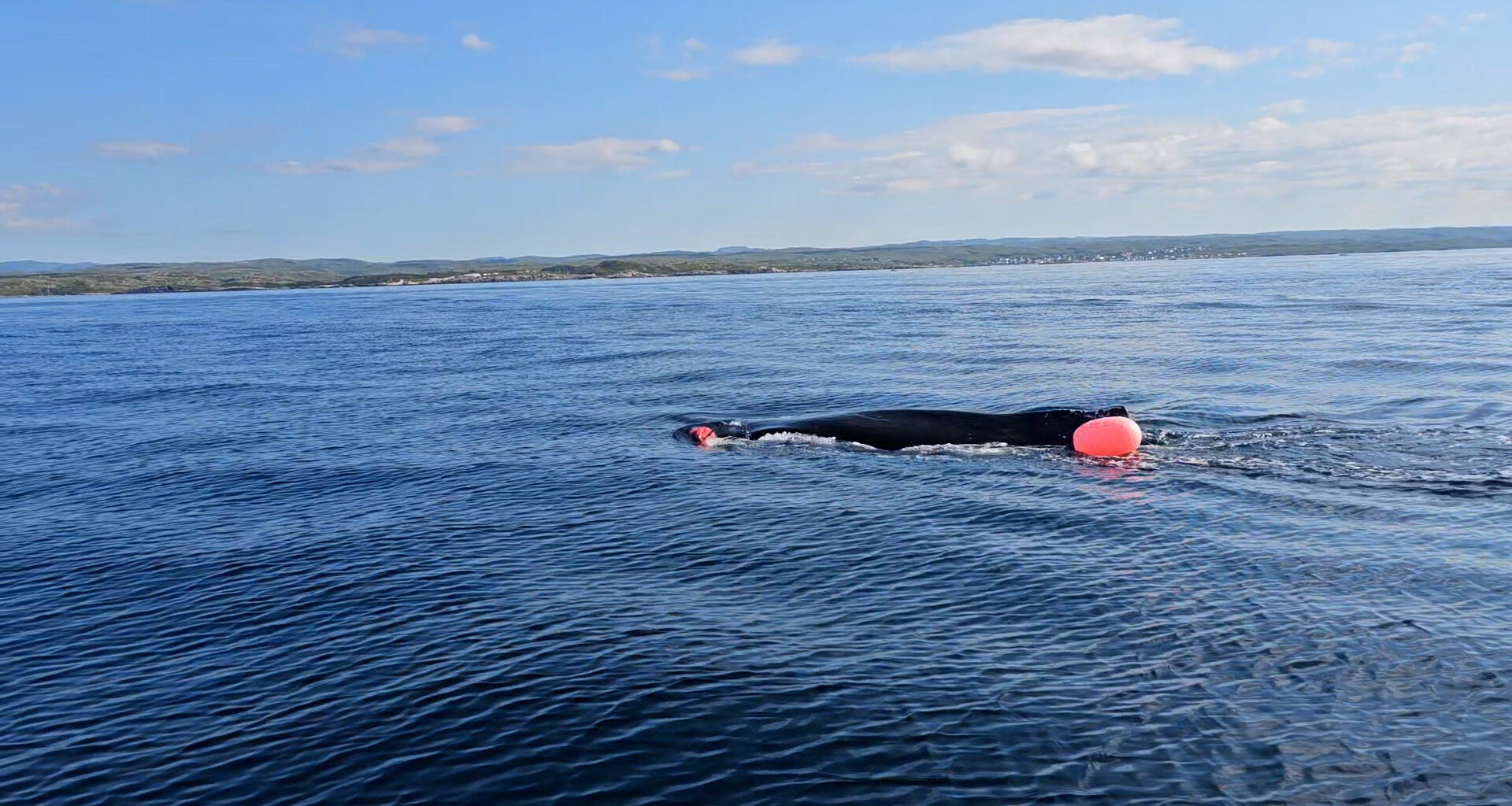 Baby humpback whale found entangled in fishing gear