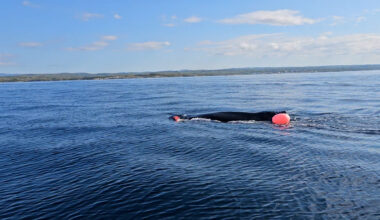 Baby humpback whale found entangled in fishing gear