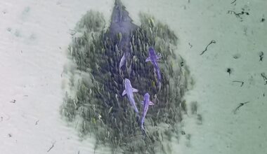 Wedgefish