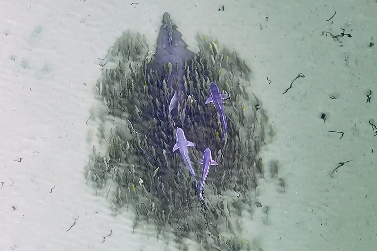 Wedgefish
