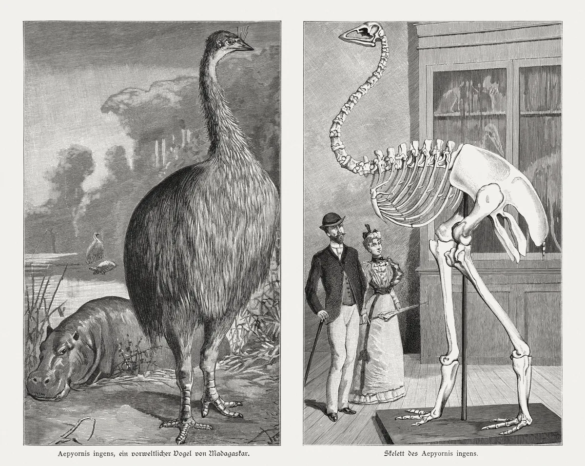 The extinct Aepyornis laid the biggest egg