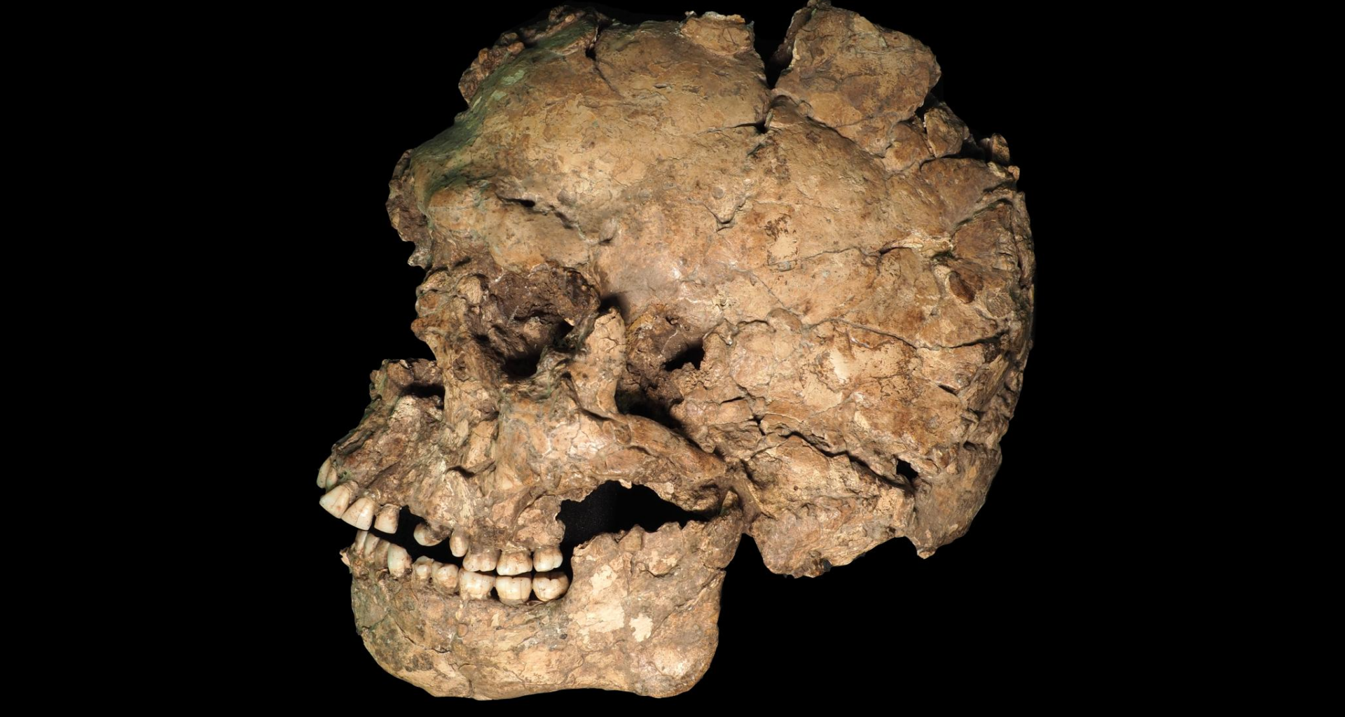 100,000 years ago, one of the earliest Homo sapiens outside Africa was stabbed in the face, analysis finds