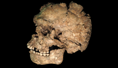 100,000 years ago, one of the earliest Homo sapiens outside Africa was stabbed in the face, analysis finds