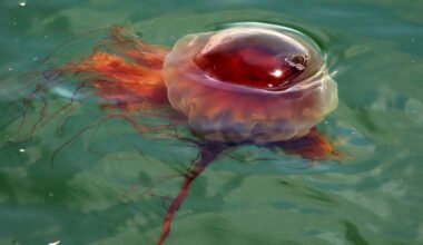 A foot-wide lion's mane jellyfish floats in Scituate harbor on June 25, 2020.