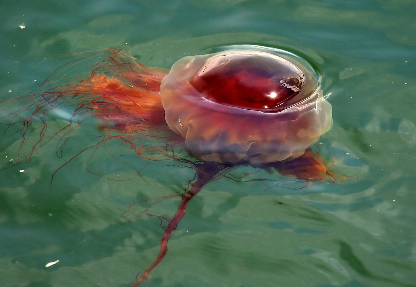 A foot-wide lion's mane jellyfish floats in Scituate harbor on June 25, 2020.