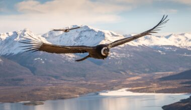 Patagonia Photo Contest celebrates breathtaking landscapes and wildlife – while exposing conservation concerns
