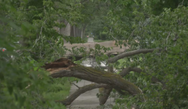‘A little like a war zone’: Thunderstorm damages hundreds of trees across city - CTV News