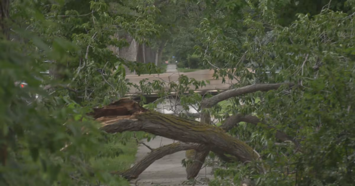 ‘A little like a war zone’: Thunderstorm damages hundreds of trees across city - CTV News