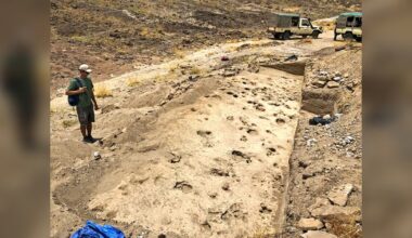 Million-year-old footprints offer rare glimpse into ancient group behaviour - CTV News