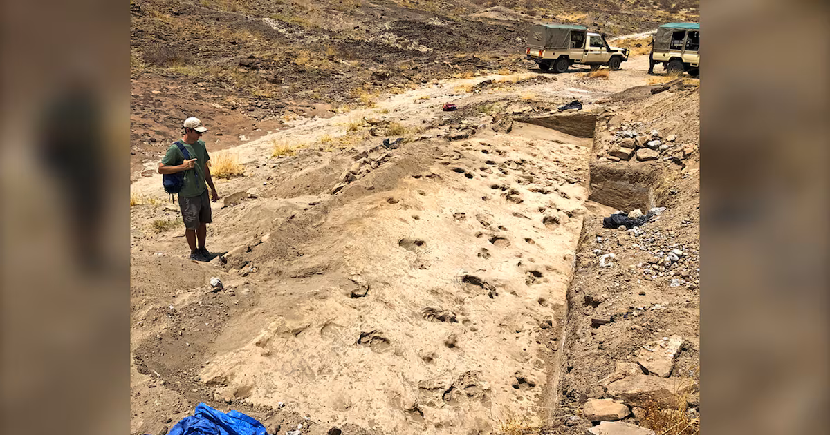 Million-year-old footprints offer rare glimpse into ancient group behaviour - CTV News
