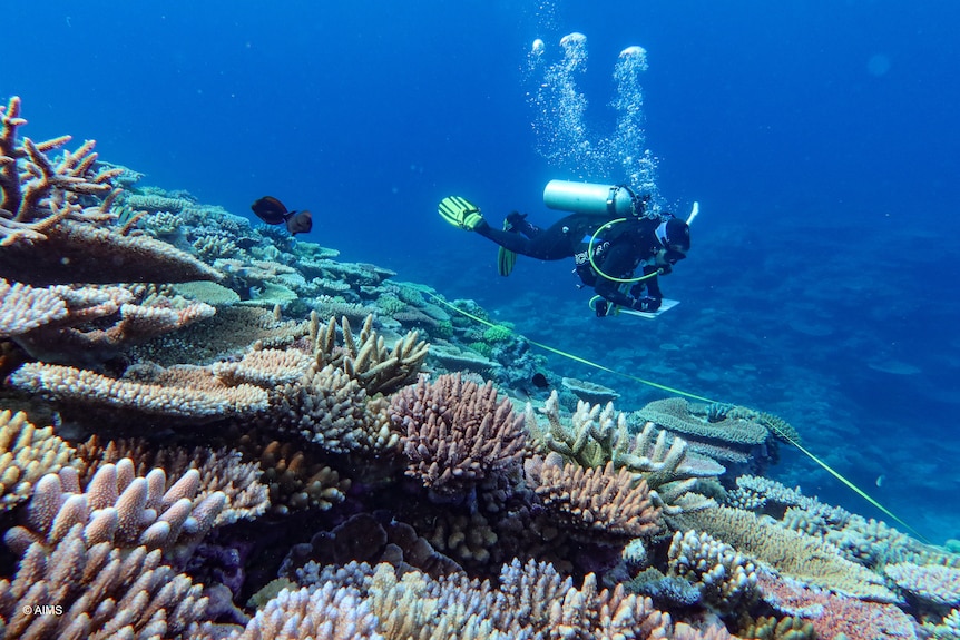 Scuba diver underwater near coral reef, looks to be writing something onto a clipboard.