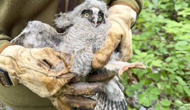 After Morden owl rescue, biologist shares what may have happened to family - PembinaValleyOnline.com