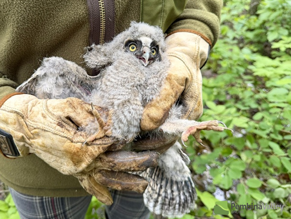 After Morden owl rescue, biologist shares what may have happened to family - PembinaValleyOnline.com