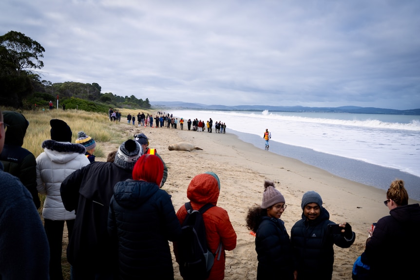 An elephant seal known as Neil the Seal lies on a beach with people watching him from a safe distance.