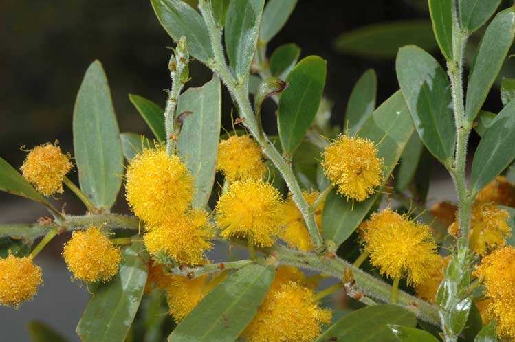 A new study details how these aggressive trees, with their deep roots and dense canopies, are drying up vital water sources. Large-scale clearing efforts are underway, proving that ecological decisions have long-lasting consequences for water security. Image Credit: Wikimedia Commons Acacia_telmica