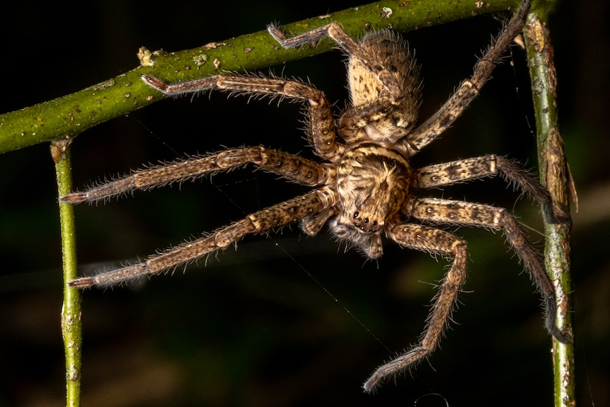 A brown spider balancing on three green twigs framed like a window at night.