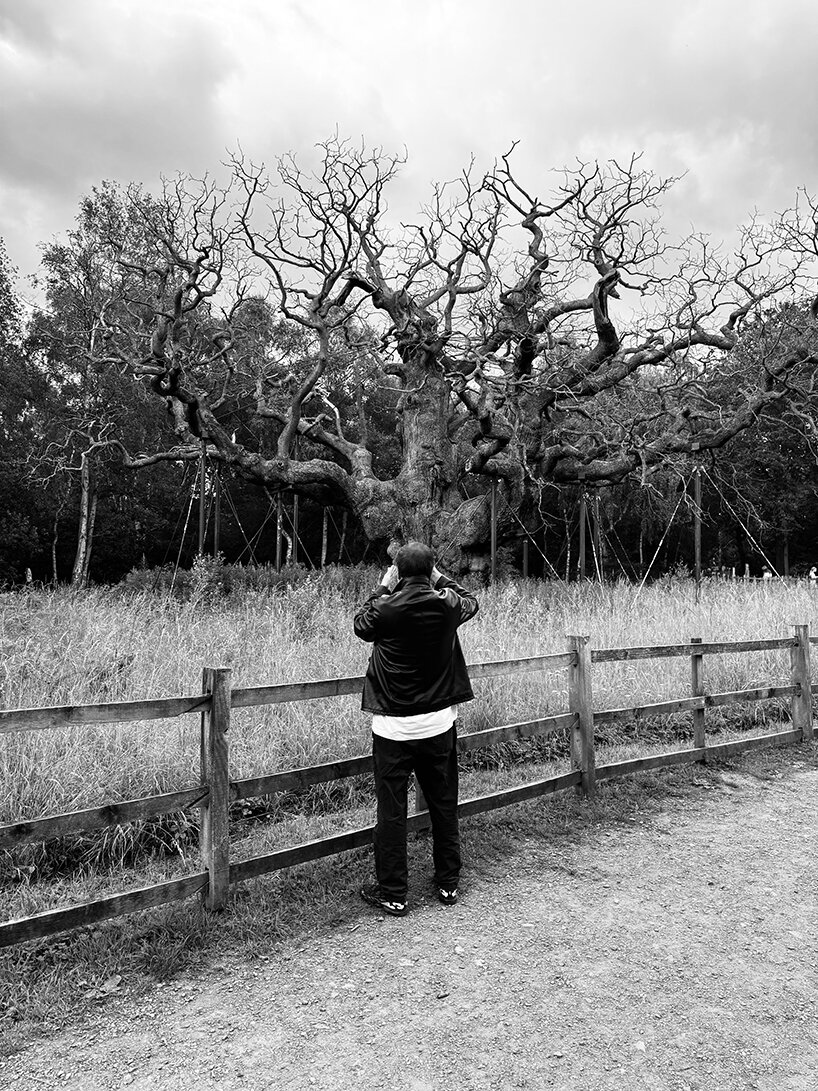 ai weiwei on why a dying tree inspired his first drawing in more than 50 years - 3